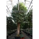 Decoration wooden present - Image 4