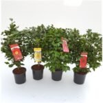 Decoration wooden present - Image 2