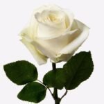 White roses bouquet - Image 2