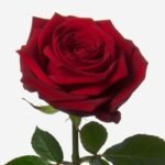 Red roses bouquet - Image 2