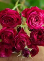 Party Trendsetter - Image 2