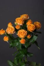 Coral Bubbles - Image 2