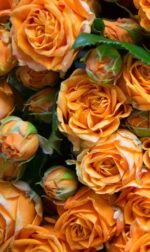 Coral Bubbles - Image 3