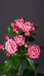 Sweet Bubbles - Image 2