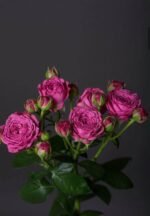 Classic Sensation - Image 2