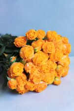 Coral Bubbles - Image 5