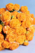 Coral Bubbles - Image 4