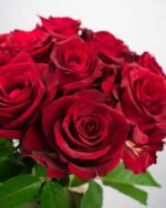 Ever Red rožės