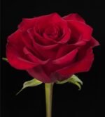 Ever Red rožės - Image 2