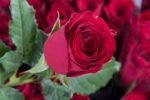 Madam Red Rožės