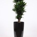 Dracena Compacta