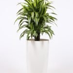 Dracena Lemon Lime