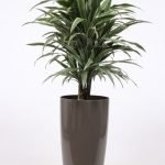 Dracena Warneckie