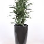 Dracena Warnieckie