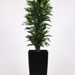 Dracaena Janet Lind