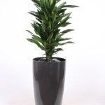 Dracaena Janet Lind