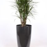 Dracena Marginata