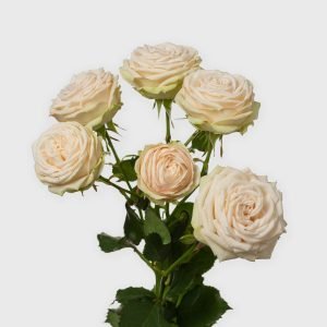 Rose Spray Galina