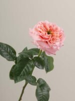 Mandarin X-pression - Image 2