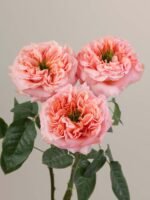 Mandarin X-pression - Image 5