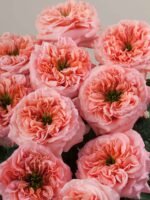 Mandarin X-pression - Image 3