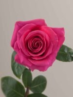 Pink Floyd - Image 2