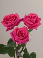 Pink Floyd - Image 5