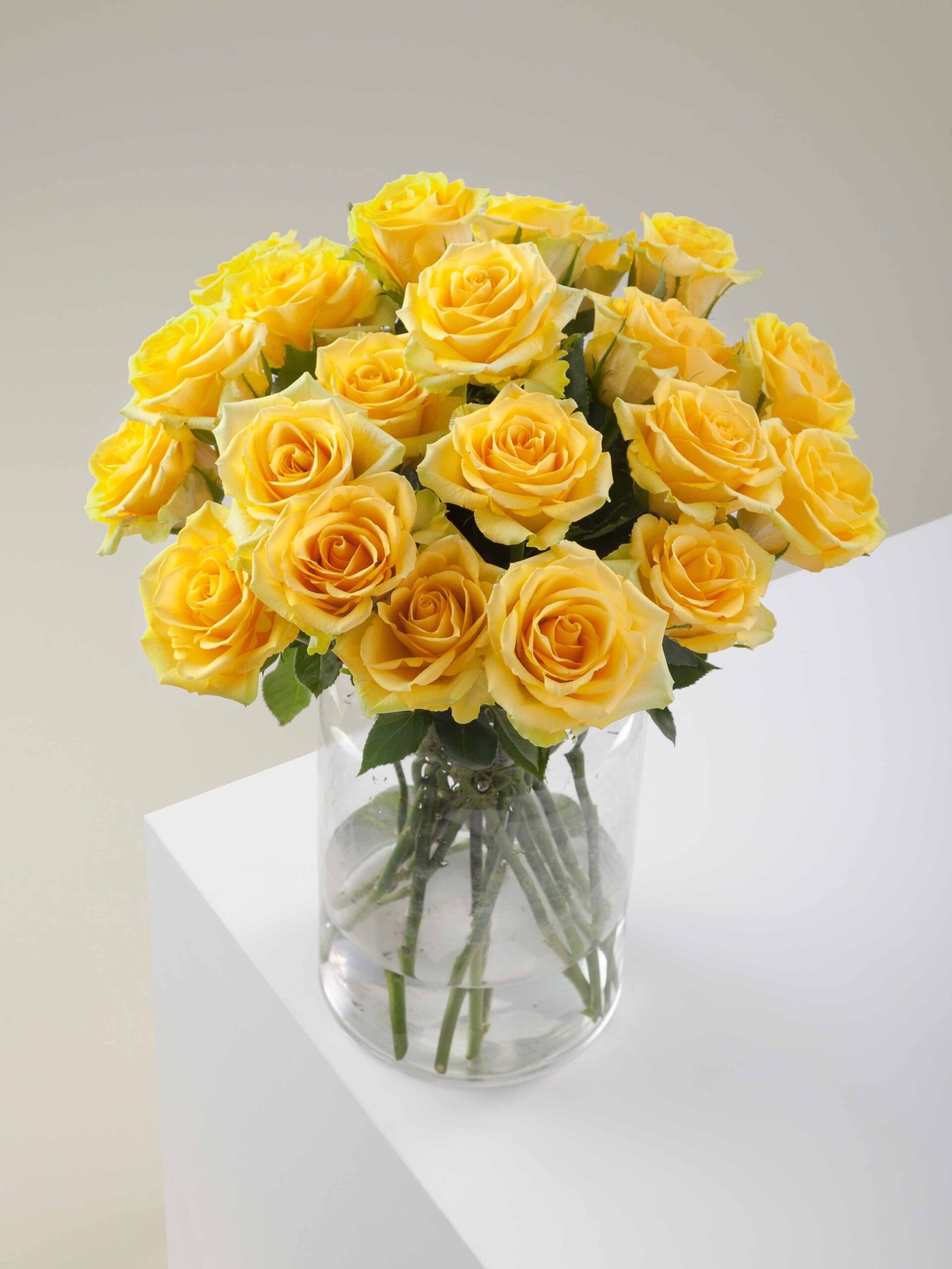 Butterscotch_Rose_Conceptual_View_web.jpg Butterscotch - Image 1