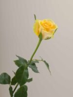 Butterscotch - Image 4