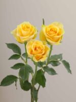 Butterscotch - Image 5