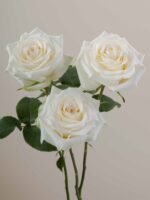 Candlelight - Image 4