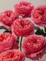 Candy X-Pression - Image 3