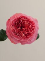 Candy X-Pression - Image 2