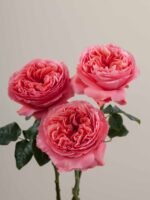 Candy X-Pression - Image 5