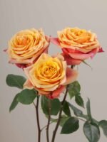 Cherry Brandy - Image 5