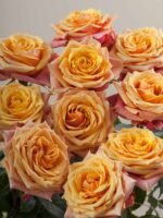 Cherry Brandy - Image 3