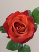 Coffee Break - Image 2