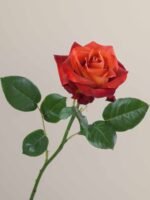 Coffee Break - Image 4