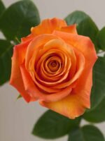 Confidential - Image 2