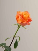 Confidential - Image 4