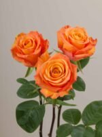 Confidential - Image 5