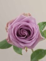 Cool Water - Image 2