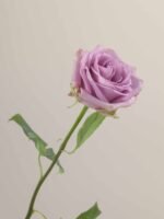 Cool Water - Image 4