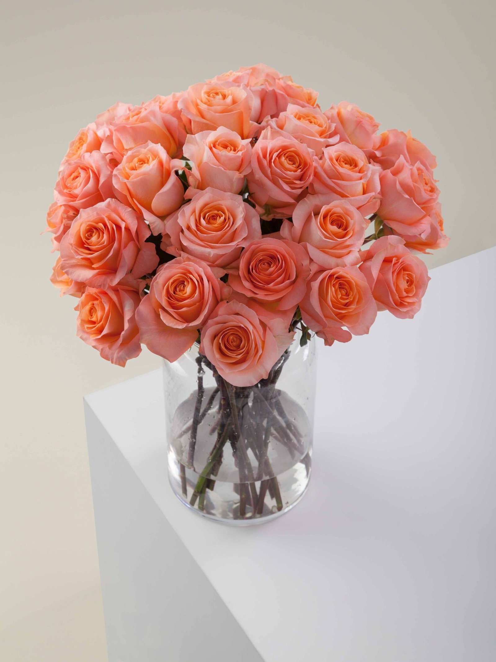 Coral_Reef_Conceptual_View.jpg Coral Reef - Image 1