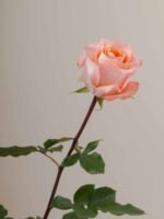 Coral Reef - Image 4