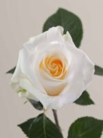 Crème de la Crème - Image 2