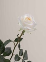 Crème de la Crème - Image 4