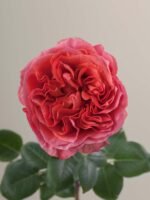 Dark X-Pression - Image 2