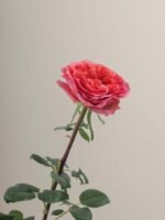 Dark X-Pression - Image 4