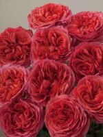 Dark X-Pression - Image 3